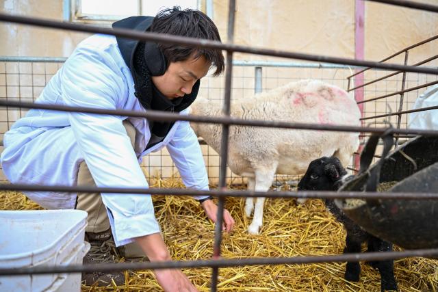 (260304) -- MANAS, March 4, 2026 (Xinhua) -- A staff member adds layers of straw to keep the sheepfold warm in Manas County of Changji Hui Autonomous Prefecture, northwest China's Xinjiang Uygur Autonomous Region, on March 3, 2026.
  Pastoral areas of Xinjiang welcome the lambing season. In Manas County of Changji Hui Autonomous Prefecture, about 180,000 breeding ewes have so far given birth to some 130,000 lambs, and lambing is expected to continue until early April.
  In recent years, Manas has stepped up the improvement of sheep breeding to boost productivity, survival rate and meat quality. By shortening the time to market and increasing value added, improved breeds have become a key driver of industrial efficiency and higher incomes for local herders. (Xinhua/Ding Lei)