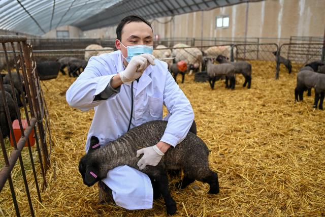 (260304) -- MANAS, March 4, 2026 (Xinhua) -- A staff member checks the body temperature of a lamb at a sheepfold in Manas County of Changji Hui Autonomous Prefecture, northwest China's Xinjiang Uygur Autonomous Region, on March 3, 2026.
  Pastoral areas of Xinjiang welcome the lambing season. In Manas County of Changji Hui Autonomous Prefecture, about 180,000 breeding ewes have so far given birth to some 130,000 lambs, and lambing is expected to continue until early April.
  In recent years, Manas has stepped up the improvement of sheep breeding to boost productivity, survival rate and meat quality. By shortening the time to market and increasing value added, improved breeds have become a key driver of industrial efficiency and higher incomes for local herders. (Xinhua/Ding Lei)