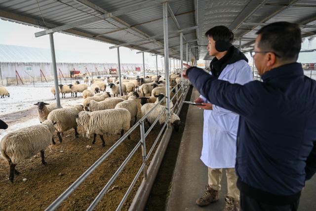 (260304) -- MANAS, March 4, 2026 (Xinhua) -- Staff members check the condition of ewes at a sheepfold in Manas County of Changji Hui Autonomous Prefecture, northwest China's Xinjiang Uygur Autonomous Region, on March 3, 2026.
  Pastoral areas of Xinjiang welcome the lambing season. In Manas County of Changji Hui Autonomous Prefecture, about 180,000 breeding ewes have so far given birth to some 130,000 lambs, and lambing is expected to continue until early April.
  In recent years, Manas has stepped up the improvement of sheep breeding to boost productivity, survival rate and meat quality. By shortening the time to market and increasing value added, improved breeds have become a key driver of industrial efficiency and higher incomes for local herders. (Xinhua/Ding Lei)