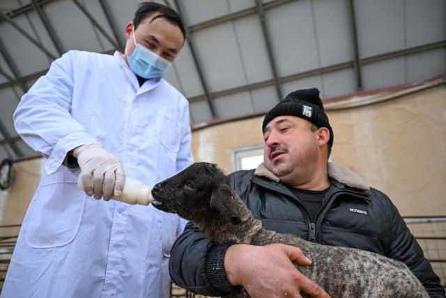 (260304) -- MANAS, March 4, 2026 (Xinhua) -- Staff members feed a lamb at a sheepfold in Manas County of Changji Hui Autonomous Prefecture, northwest China's Xinjiang Uygur Autonomous Region, on March 3, 2026.
  Pastoral areas of Xinjiang welcome the lambing season. In Manas County of Changji Hui Autonomous Prefecture, about 180,000 breeding ewes have so far given birth to some 130,000 lambs, and lambing is expected to continue until early April.
  In recent years, Manas has stepped up the improvement of sheep breeding to boost productivity, survival rate and meat quality. By shortening the time to market and increasing value added, improved breeds have become a key driver of industrial efficiency and higher incomes for local herders. (Xinhua/Ding Lei)