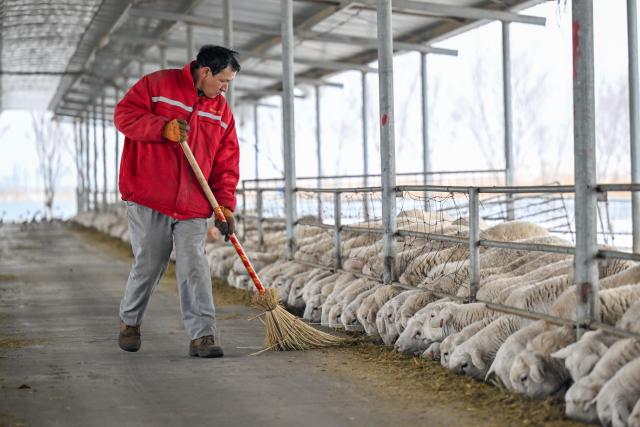 (260304) -- MANAS, March 4, 2026 (Xinhua) -- A staff member cleans the sheepfold in Manas County of Changji Hui Autonomous Prefecture, northwest China's Xinjiang Uygur Autonomous Region, on March 3, 2026.
  Pastoral areas of Xinjiang welcome the lambing season. In Manas County of Changji Hui Autonomous Prefecture, about 180,000 breeding ewes have so far given birth to some 130,000 lambs, and lambing is expected to continue until early April.
  In recent years, Manas has stepped up the improvement of sheep breeding to boost productivity, survival rate and meat quality. By shortening the time to market and increasing value added, improved breeds have become a key driver of industrial efficiency and higher incomes for local herders. (Xinhua/Ding Lei)