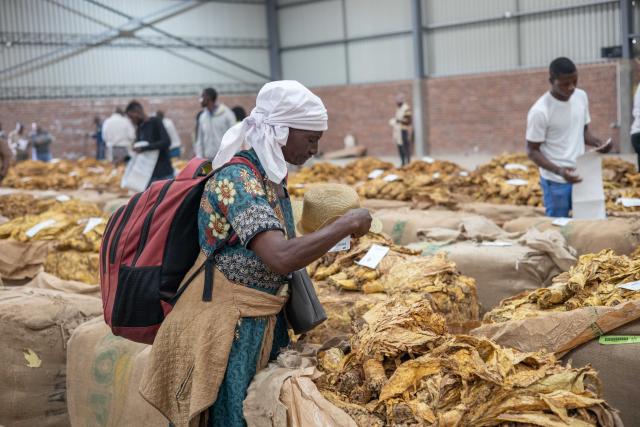 (260304) -- HARARE, March 4, 2026 (Xinhua) -- A trader checks tobacco at a tobacco auction floor in Harare, Zimbabwe, March 4, 2026. TO GO WITH "Zimbabwe launches 2026 tobacco marketing season" (Photo by Shaun Jusa/Xinhua)