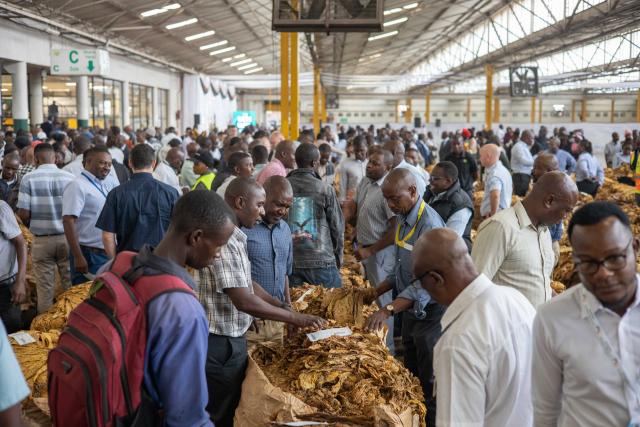 (260304) -- HARARE, March 4, 2026 (Xinhua) -- Traders check tobacco at a tobacco auction floor in Harare, Zimbabwe, March 4, 2026. TO GO WITH "Zimbabwe launches 2026 tobacco marketing season" (Photo by Shaun Jusa/Xinhua)