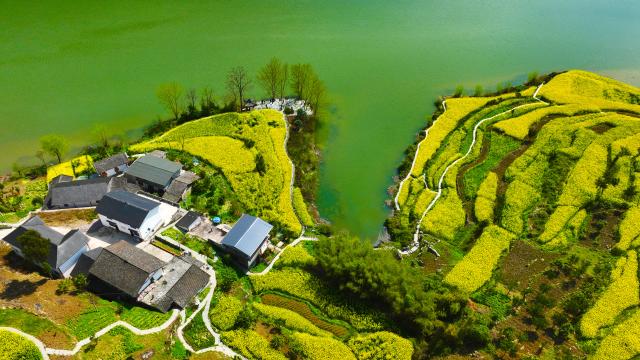 (260306) -- BEIJING, March 6, 2026 (Xinhua) -- An aerial drone photo taken on March 4, 2026 shows a scenery of blooming cole flowers at Daping Village of Qianjiang District in Chongqing, southwest China. (Photo by Yang Min/Xinhua)
