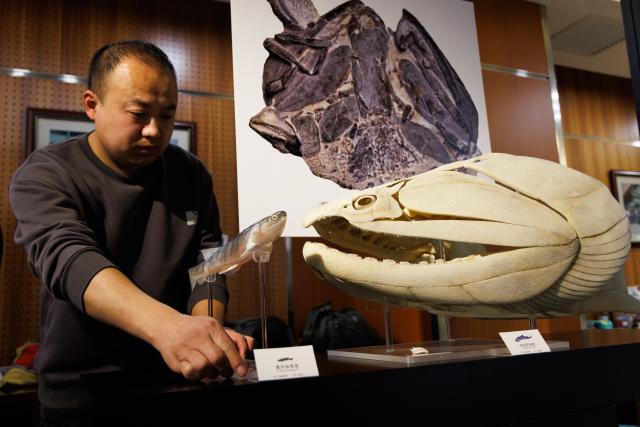 (260306) -- BEIJING, March 6, 2026 (Xinhua) -- A staff member places models of restored Eosteus chongqingensis (L) and Megamastax amblyodus at the Institute of Vertebrate Paleontology and Paleoanthropology (IVPP) of the Chinese Academy of Sciences (CAS), in Beijing, capital of China, March 3, 2026. Fossils of two fish from over 400 million years ago -- one a tiny streamlined creature, the other a giant among vertebrates of its time with bizarre teeth -- have been discovered in China, filling a critical gap in the evolutionary journey "from fish to human." (Xinhua/Jin Liwang)
