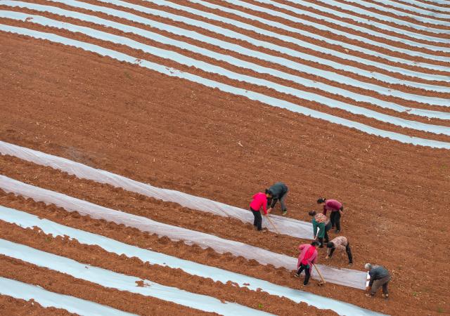 (260306) -- RONGXIAN, March 6, 2026 (Xinhua) -- An aerial drone photo taken on March 6, 2026 shows farmers mulching at a field in Tiangongmiao Village, Lede Town, Rongxian County of southwest China's Sichuan Province. (Xinhua/Jiang Hongjing)