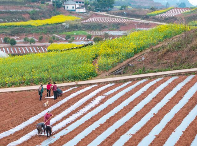(260306) -- RONGXIAN, March 6, 2026 (Xinhua) -- An aerial drone photo taken on March 6, 2026 shows farmers mulching at a field in Tiangongmiao Village, Lede Town, Rongxian County of southwest China's Sichuan Province. (Xinhua/Jiang Hongjing)
