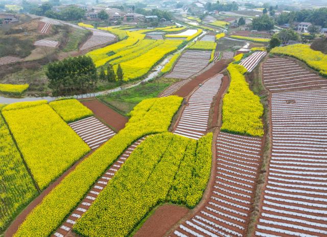 (260306) -- RONGXIAN, March 6, 2026 (Xinhua) -- An aerial drone photo taken on March 6, 2026 shows a view of farmlands in Tiangongmiao Village, Lede Town, Rongxian County of southwest China's Sichuan Province. (Xinhua/Jiang Hongjing)