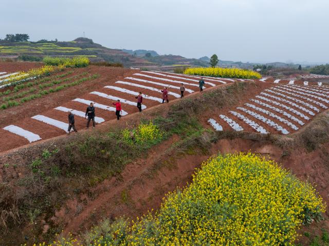 (260306) -- RONGXIAN, March 6, 2026 (Xinhua) -- An aerial drone photo taken on March 6, 2026 shows farmers walking at a field in Tiangongmiao Village, Lede Town, Rongxian County of southwest China's Sichuan Province. (Xinhua/Jiang Hongjing)