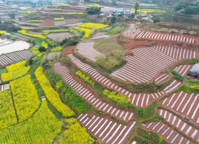 (260306) -- RONGXIAN, March 6, 2026 (Xinhua) -- An aerial drone photo taken on March 6, 2026 shows a view of farmlands in Tiangongmiao Village, Lede Town, Rongxian County of southwest China's Sichuan Province. (Xinhua/Jiang Hongjing)