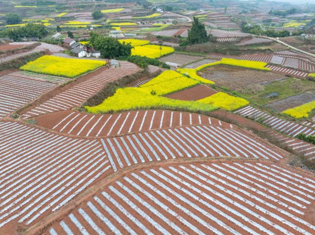 (260306) -- RONGXIAN, March 6, 2026 (Xinhua) -- An aerial drone photo taken on March 6, 2026 shows a view of farmlands in Tiangongmiao Village, Lede Town, Rongxian County of southwest China's Sichuan Province. (Xinhua/Jiang Hongjing)