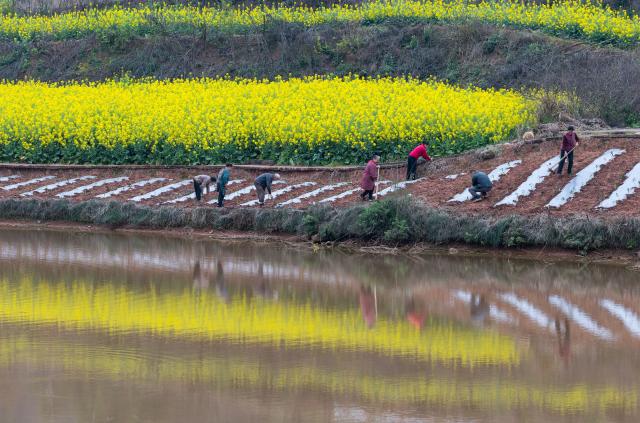 (260306) -- RONGXIAN, March 6, 2026 (Xinhua) -- Farmers work in a field in Tiangongmiao Village, Lede Town, Rongxian County of southwest China's Sichuan Province, March 6, 2026. (Xinhua/Jiang Hongjing)