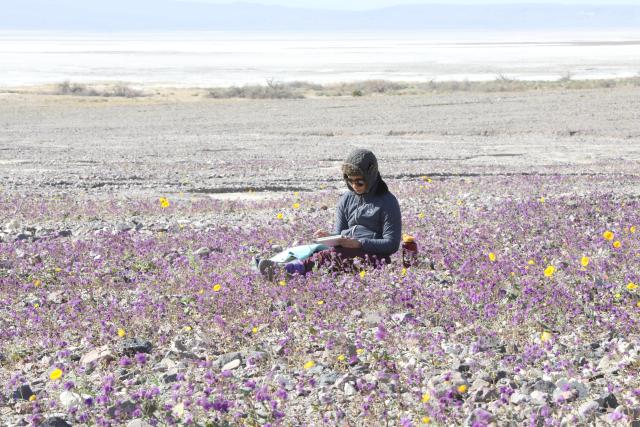 (260307) -- LOS ANGELES, March 7, 2026 (Xinhua) -- A tourist sits among the blooming wildflowers at Death Valley National Park, which straddles California and Nevada, in the United States, on March 6, 2026. The Death Valley National Park has welcomed a rare wildflower blooming these days. (Photo by Zeng Hui/Xinhua)