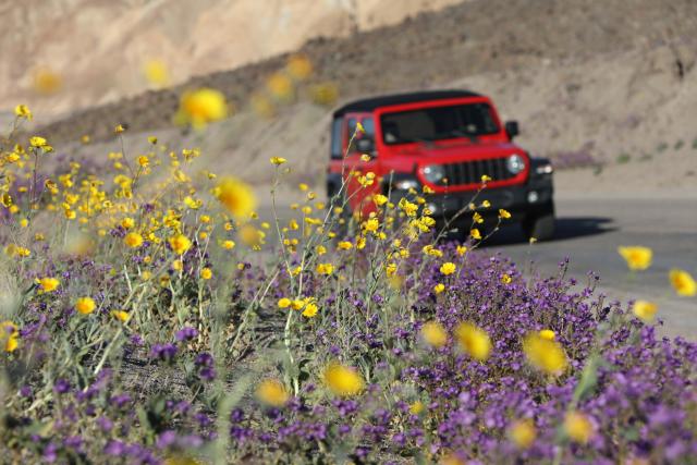 (260307) -- LOS ANGELES, March 7, 2026 (Xinhua) -- A vehicle drives into Death Valley National Park, which straddles California and Nevada, in the United States, on March 6, 2026. The Death Valley National Park has welcomed a rare wildflower blooming these days. (Photo by Zeng Hui/Xinhua)