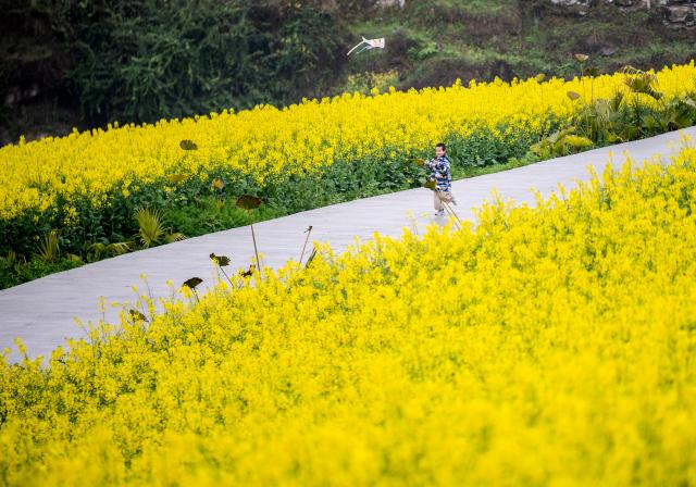 (260307) -- CHONGQING, March 7, 2026 (Xinhua) -- A child flies a kite in a rapeseed flower field in Xiucai Village, Shizhu Tujia Autonomous County, southwest China's Chongqing, March 7, 2026. (Xinhua/Tang Yi)