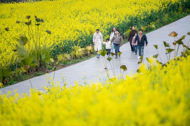 (260307) -- CHONGQING, March 7, 2026 (Xinhua) -- People enjoy themselves in a rapeseed flower field in Xiucai Village, Shizhu Tujia Autonomous County, southwest China's Chongqing, March 7, 2026. (Xinhua/Tang Yi)