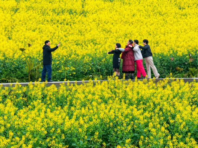 (260307) -- CHONGQING, March 7, 2026 (Xinhua) -- A drone photo shows people posing for photos in a rapeseed flower field in Xiucai Village, Shizhu Tujia Autonomous County, southwest China's Chongqing, March 7, 2026. (Xinhua/Tang Yi)