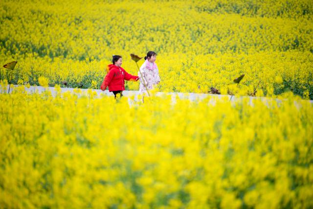 (260307) -- CHONGQING, March 7, 2026 (Xinhua) -- Children play in a rapeseed flower field in Xiucai Village, Shizhu Tujia Autonomous County, southwest China's Chongqing, March 7, 2026. (Xinhua/Tang Yi)