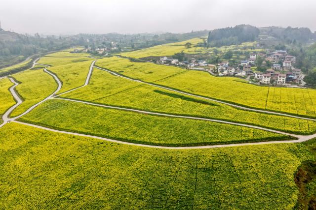 (260307) -- CHONGQING, March 7, 2026 (Xinhua) -- An aerial drone photo shows a rapeseed flower field in Xiucai Village, Shizhu Tujia Autonomous County, southwest China's Chongqing, March 7, 2026. (Xinhua/Tang Yi)