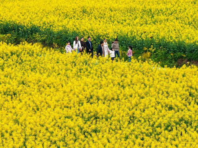 (260308) -- BEIJING, March 8, 2026 (Xinhua) -- An aerial drone photo shows people visiting a rapeseed flower field in Xiucai Village of Shizhu Tujia Autonomous County, southwest China's Chongqing, March 7, 2026. (Xinhua/Tang Yi)