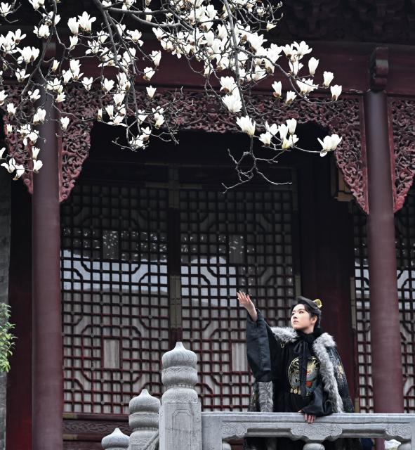 (260308) -- BEIJING, March 8, 2026 (Xinhua) -- A tourist wearing traditional costume poses for photos with magnolia flowers in Nanjing, east China's Jiangsu Province, March 6, 2026. (Photo by Yang Suping/Xinhua)