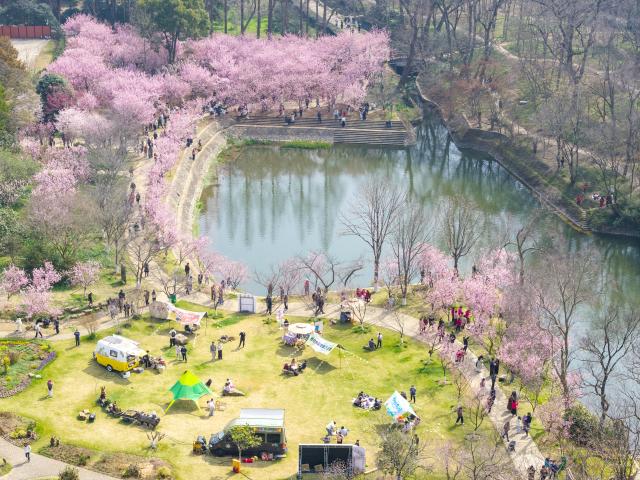 (260308) -- BEIJING, March 8, 2026 (Xinhua) -- An aerial photo taken on March 7, 2026 shows tourists viewing flowers at Zhongshan Botanical Garden in Nanjing, east China's Jiangsu Province. (Photo by Shi Jun/Xinhua)