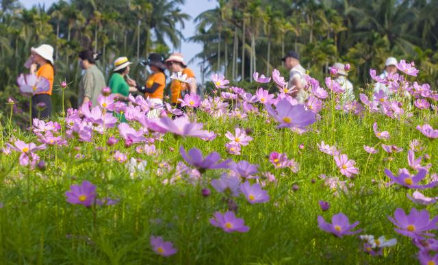 (260308) -- BEIJING, March 8, 2026 (Xinhua) -- Tourists view flowers at Nanqiang Village of Boao Town, south China's Hainan Province, March 7, 2026. (Photo by Meng Zhongde/Xinhua)