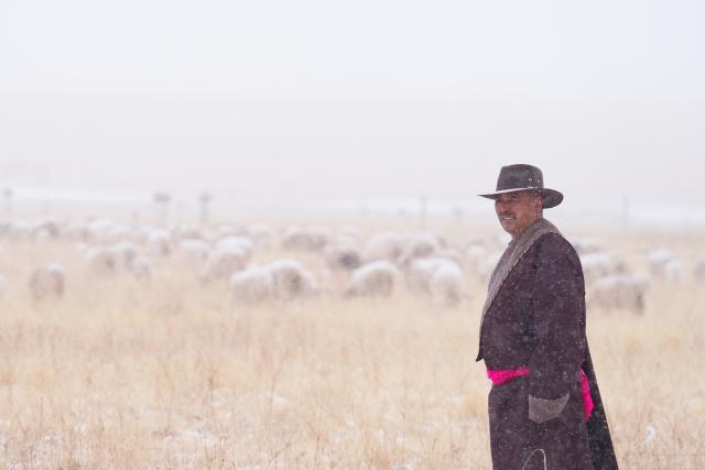 (260308) -- QILIAN, March 8, 2026 (Xinhua) -- A shepherd herds livestock in the snow in Qilian County of Haibei Tibetan Autonomous Prefecture, northwest China's Qinghai Province, March 8, 2026. (Xinhua/Zhang Long)