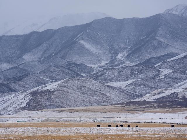 (260308) -- QILIAN, March 8, 2026 (Xinhua) -- A herd of yaks forage in the snow in Qilian County of Haibei Tibetan Autonomous Prefecture, northwest China's Qinghai Province, March 8, 2026. (Xinhua/Zhang Long)