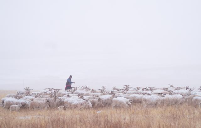 (260308) -- QILIAN, March 8, 2026 (Xinhua) -- A shepherd herds livestock in the snow in Qilian County of Haibei Tibetan Autonomous Prefecture, northwest China's Qinghai Province, March 8, 2026. (Xinhua/Zhang Long)
