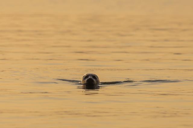 (260310) -- VLADIVOSTOK, March 10, 2026 (Xinhua) -- A seal swims at sunrise in Vladivostok, Russia, on March 9, 2026. (Photo by Andrey Matveenko/Xinhua)
