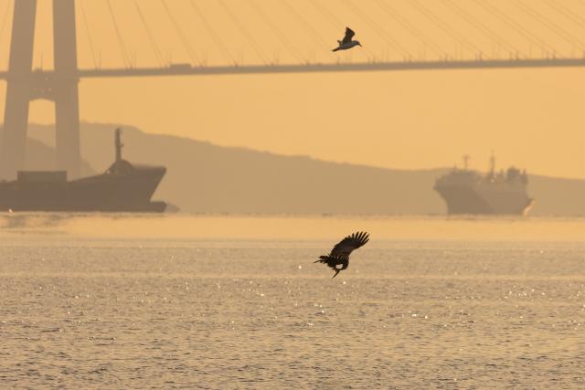 (260310) -- VLADIVOSTOK, March 10, 2026 (Xinhua) -- This photo taken on March 9, 2026 shows two water birds at sunrise in Vladivostok, Russia. (Photo by Andrey Matveenko/Xinhua)