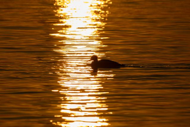 (260310) -- VLADIVOSTOK, March 10, 2026 (Xinhua) -- A water bird swims at sunrise in Vladivostok, Russia, on March 9, 2026. (Photo by Andrey Matveenko/Xinhua)