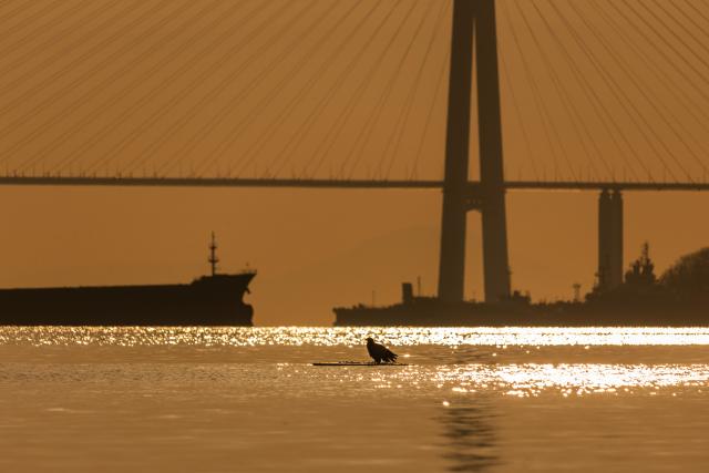 (260310) -- VLADIVOSTOK, March 10, 2026 (Xinhua) -- A water bird stands on an ice floe at sunrise in Vladivostok, Russia, on March 9, 2026. (Photo by Andrey Matveenko/Xinhua)