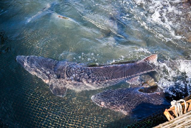 (260310) -- CHONGQING, March 10, 2026 (Xinhua) -- This photo taken on March 9, 2026 shows the Yangtze sturgeons at the Dazhou base of the fisheries research institute of Wanzhou District, southwest China's Chongqing.
  The Dazhou base of the fisheries research institute of Wanzhou District serves as a wild acclimation center for the rare fish species in the upper reaches of the Yangtze River. Equipped with 32 net cages covering an area of approximately 800 square meters, the base conserves over 20 rare and commercial fish species. Its annual output of rare and high-quality fish fry exceeds 20 million.
   In recent years, the base has continuously strengthened the short-term wild acclimation training of fish fry before their release into natural waters, effectively helping boost the wild populations of the rare species. (Xinhua/Wang Quanchao)