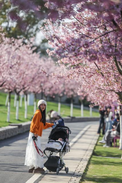 (260310) -- JINHUA, March 10, 2026 (Xinhua) -- Tourists view cherry blossoms at a scenic area in Jinhua City, east China's Zhejiang Province, March 10, 2026. (Xinhua/Xu Yu)