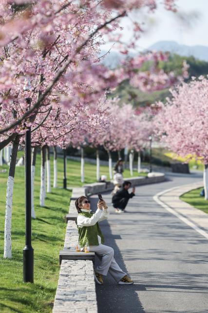 (260310) -- JINHUA, March 10, 2026 (Xinhua) -- Tourists take photos of cherry blossoms at a scenic area in Jinhua City, east China's Zhejiang Province, March 10, 2026. (Xinhua/Xu Yu)