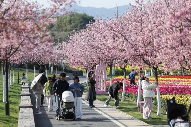 (260310) -- JINHUA, March 10, 2026 (Xinhua) -- Tourists view cherry blossoms at a scenic area in Jinhua City, east China's Zhejiang Province, March 10, 2026. (Xinhua/Xu Yu)