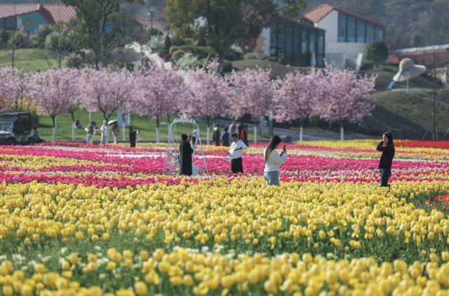 (260310) -- JINHUA, March 10, 2026 (Xinhua) -- Tourists view tulips at a scenic area in Jinhua City, east China's Zhejiang Province, March 10, 2026. (Xinhua/Xu Yu)