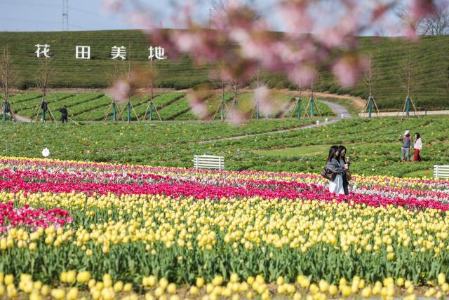 (260310) -- JINHUA, March 10, 2026 (Xinhua) -- Tourists view tulips at a scenic area in Jinhua City, east China's Zhejiang Province, March 10, 2026. (Xinhua/Xu Yu)