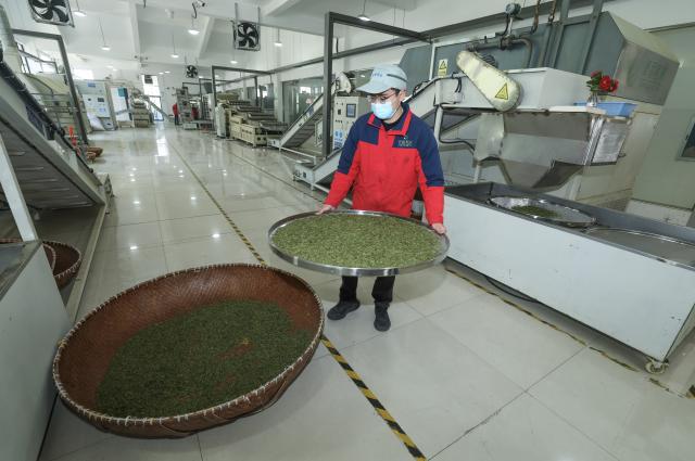(260310) -- WUYI, March 10, 2026 (Xinhua) -- A worker operates an automated production line processing spring tea leaves in Wuyi County, Jinhua City, east China's Zhejiang Province, March 10, 2026. Recently, all 128,200 mu (about 8546.7 hectares) of tea gardens in Wuyi have entered the full harvesting season. (Xinhua/Xu Yu)