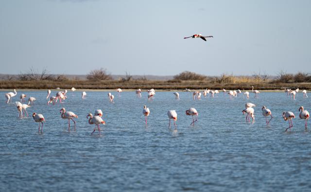 (260310) -- AKTAU, March 10, 2026 (Xinhua) -- Flamingos are pictured in Karakol Lake on the outskirts of Aktau, Kazakhstan, on March 10, 2026. A flock of flamingos have settled on the Karakol Lake in the suburbs of Aktau, southwest Kazakhstan's Mangystau Region, before continuing on their spring migration. (Xinhua/Li Renzi)