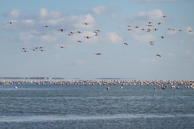 (260310) -- AKTAU, March 10, 2026 (Xinhua) -- Flamingos fly over Karakol Lake on the outskirts of Aktau, Kazakhstan, on March 10, 2026. A flock of flamingos have settled on the Karakol Lake in the suburbs of Aktau, southwest Kazakhstan's Mangystau Region, before continuing on their spring migration. (Xinhua/Li Renzi)