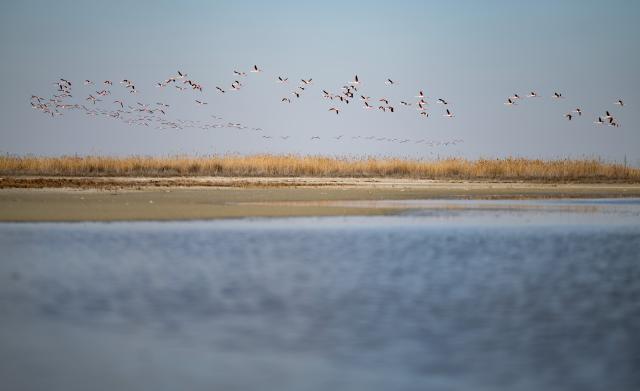 (260310) -- AKTAU, March 10, 2026 (Xinhua) -- Flamingos fly over Karakol Lake on the outskirts of Aktau, Kazakhstan, on March 10, 2026. A flock of flamingos have settled on the Karakol Lake in the suburbs of Aktau, southwest Kazakhstan's Mangystau Region, before continuing on their spring migration. (Xinhua/Li Renzi)
