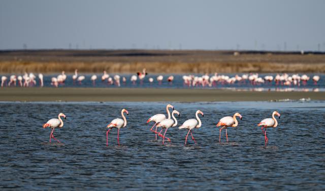 (260310) -- AKTAU, March 10, 2026 (Xinhua) -- This photo taken on March 10, 2026 shows flamingos at Karakol Lake on the outskirts of Aktau, Kazakhstan. A flock of flamingos have settled on the Karakol Lake in the suburbs of Aktau, southwest Kazakhstan's Mangystau Region, before continuing on their spring migration. (Xinhua/Li Renzi)