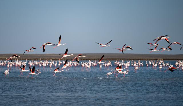 (260310) -- AKTAU, March 10, 2026 (Xinhua) -- Flamingos fly over Karakol Lake on the outskirts of Aktau, Kazakhstan, on March 10, 2026. A flock of flamingos have settled on the Karakol Lake in the suburbs of Aktau, southwest Kazakhstan's Mangystau Region, before continuing on their spring migration. (Xinhua/Li Renzi)