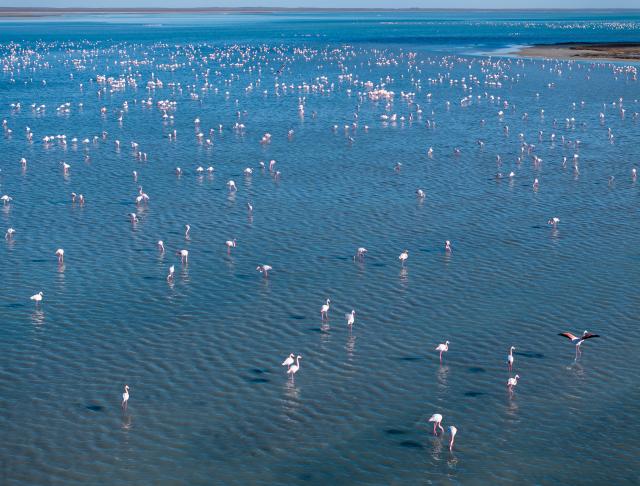(260310) -- AKTAU, March 10, 2026 (Xinhua) -- This aerial drone photo taken on March 10, 2026 shows flamingos at Karakol Lake on the outskirts of Aktau, Kazakhstan. A flock of flamingos have settled on the Karakol Lake in the suburbs of Aktau, southwest Kazakhstan's Mangystau Region, before continuing on their spring migration. (Xinhua/Li Renzi)