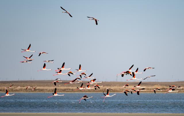 (260310) -- AKTAU, March 10, 2026 (Xinhua) -- Flamingos fly over Karakol Lake on the outskirts of Aktau, Kazakhstan, on March 10, 2026. A flock of flamingos have settled on the Karakol Lake in the suburbs of Aktau, southwest Kazakhstan's Mangystau Region, before continuing on their spring migration. (Xinhua/Li Renzi)