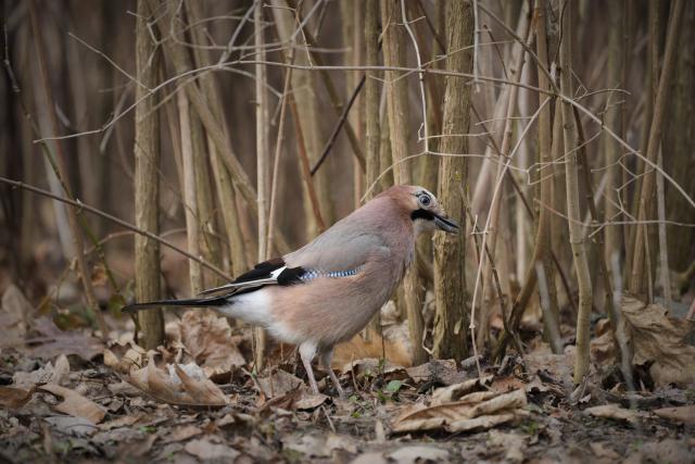 (260311) -- WARSAW, March 11, 2026 (Xinhua) -- This photo taken on March 10, 2026 shows a Eurasian jay foraging at the Lazienki Park in Warsaw, Poland. (Photo by Jaap Arriens/Xinhua)
