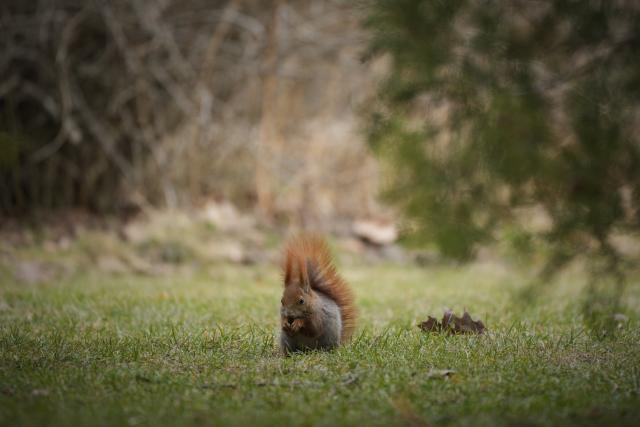(260311) -- WARSAW, March 11, 2026 (Xinhua) -- A squirrel forages at the Lazienki Park in Warsaw, Poland, on March 10, 2026. (Photo by Jaap Arriens/Xinhua)